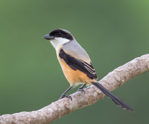 Дунхай (Алаг дунхай)